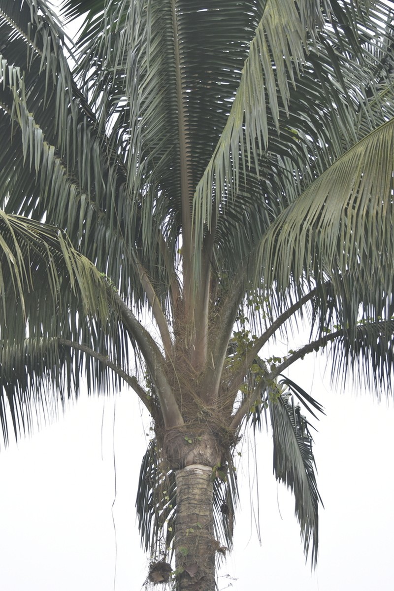 Attalea colenda photo 4