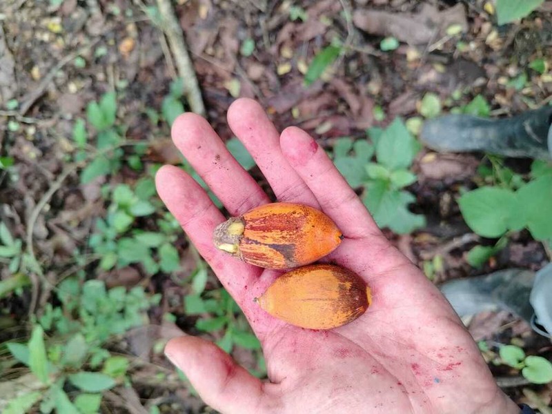 Attalea colenda photo 6