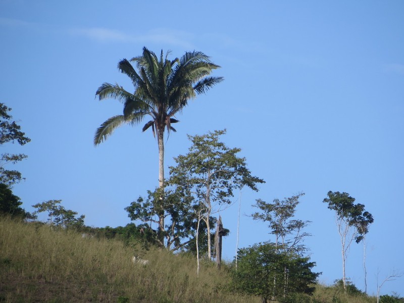 Attalea colenda photo 7