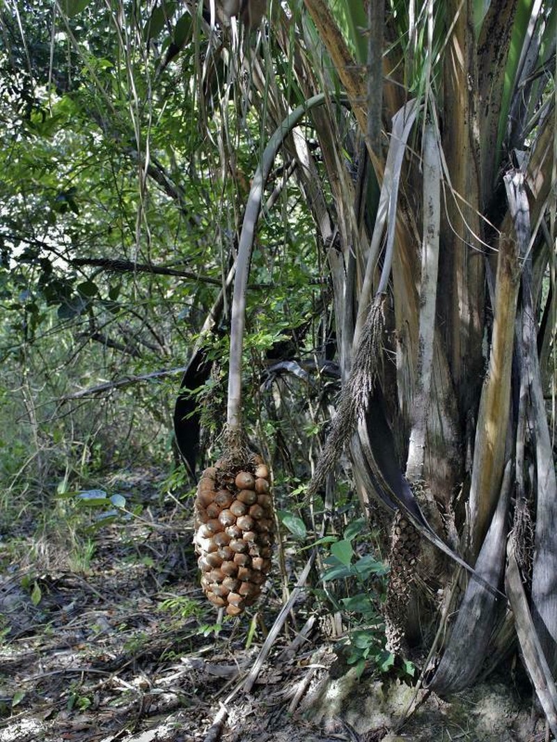 Attalea compta