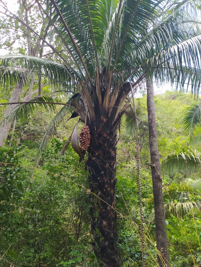 Attalea compta photo 2