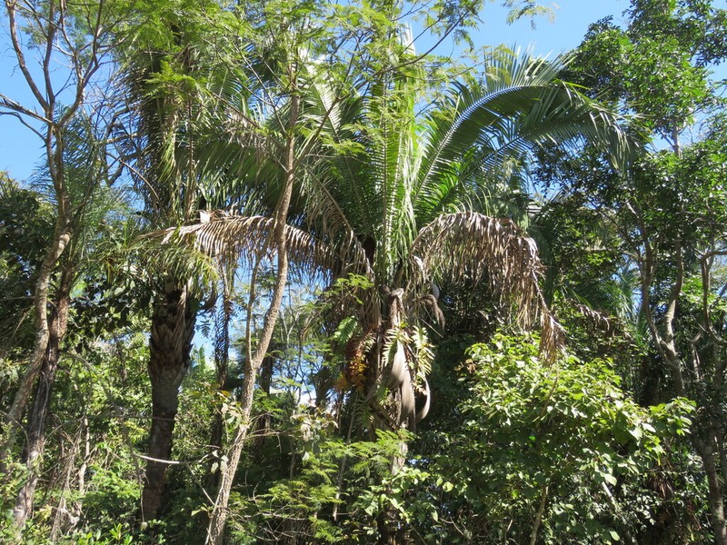 Attalea compta photo 3