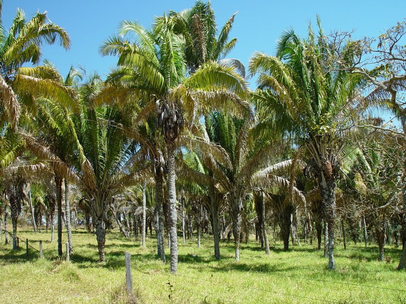 Attalea compta photo 4