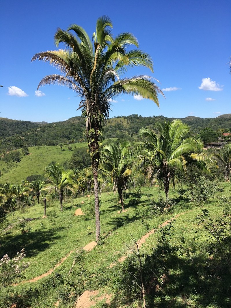 Attalea compta photo 6
