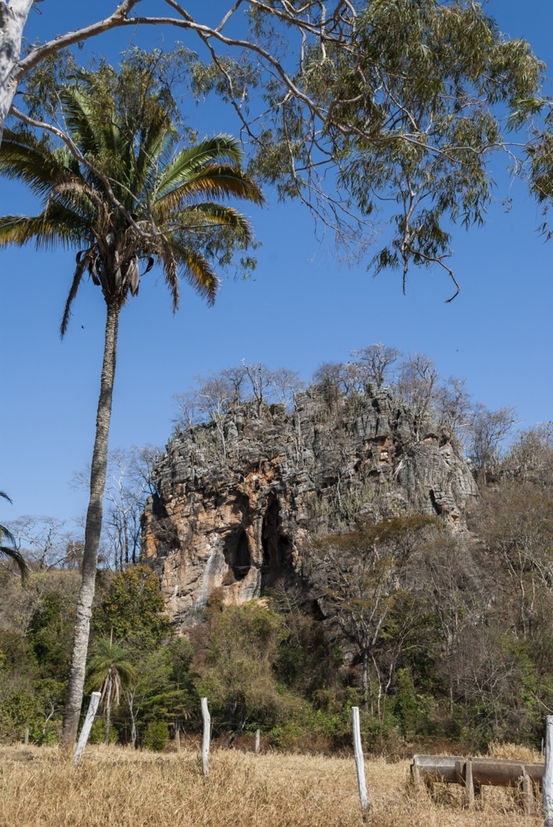 Attalea compta photo 7