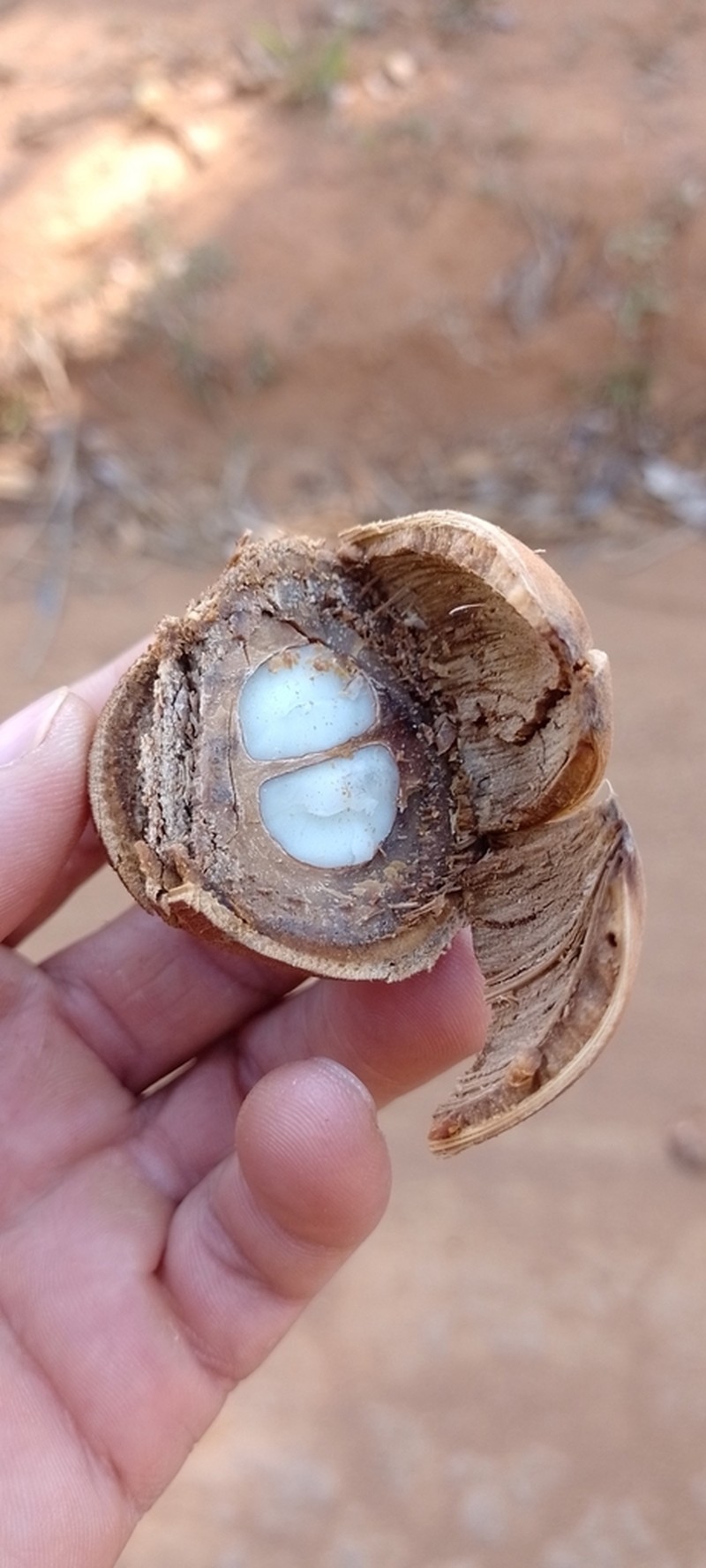 Attalea compta photo 8