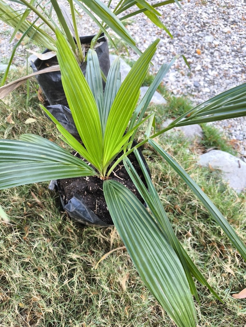 Attalea crassispatha photo 2