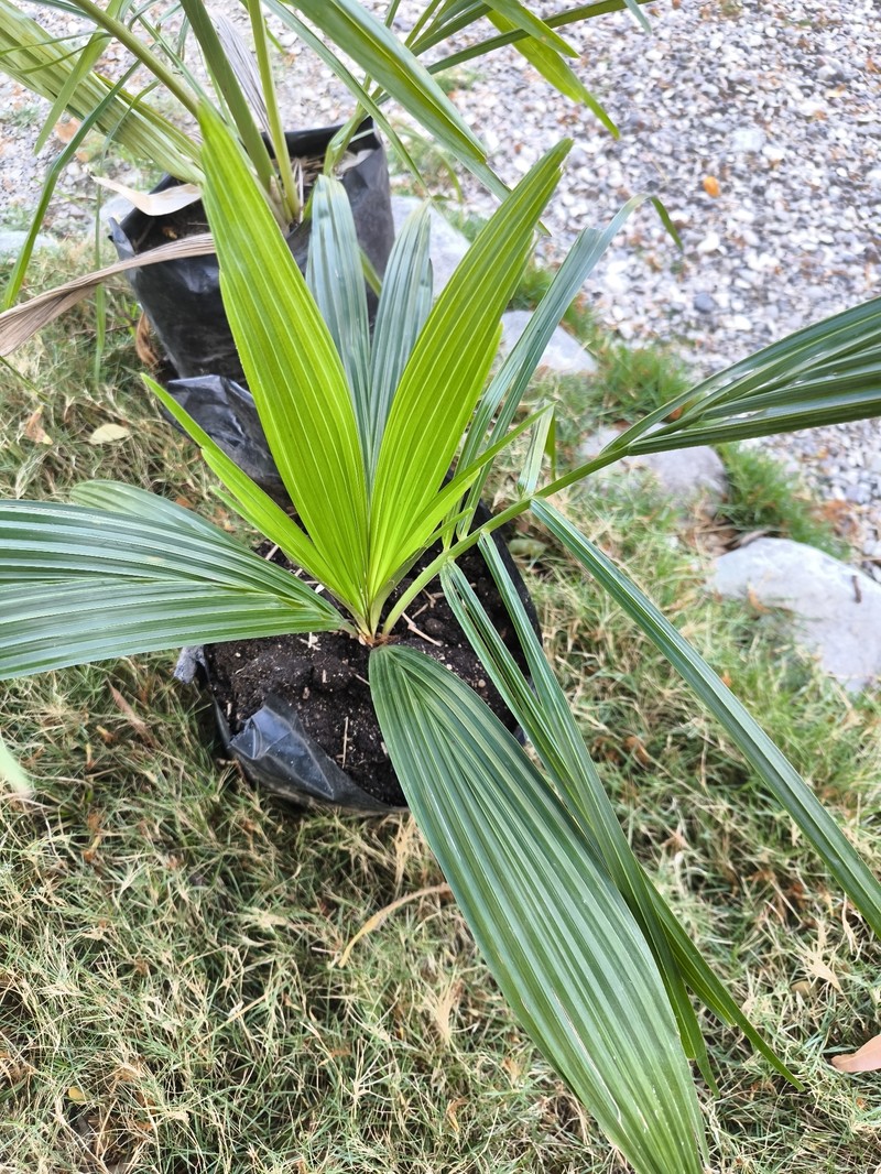 Attalea crassispatha photo 3