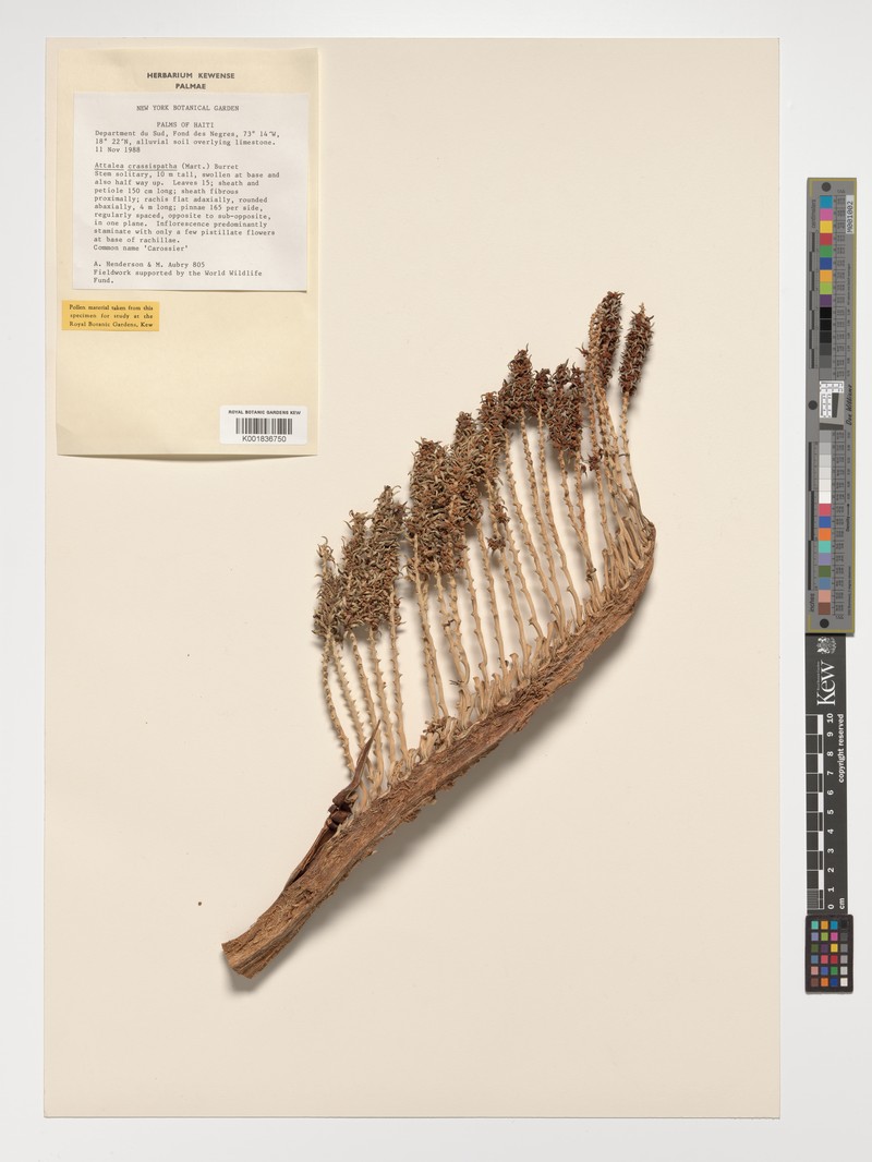Attalea crassispatha photo 4