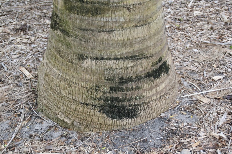 Attalea crassispatha photo 5