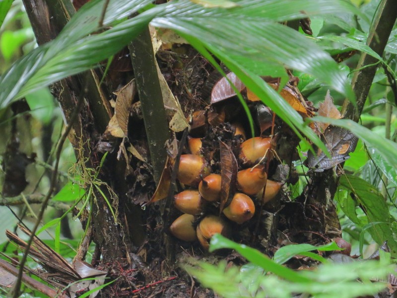 Attalea cuatrecasasiana