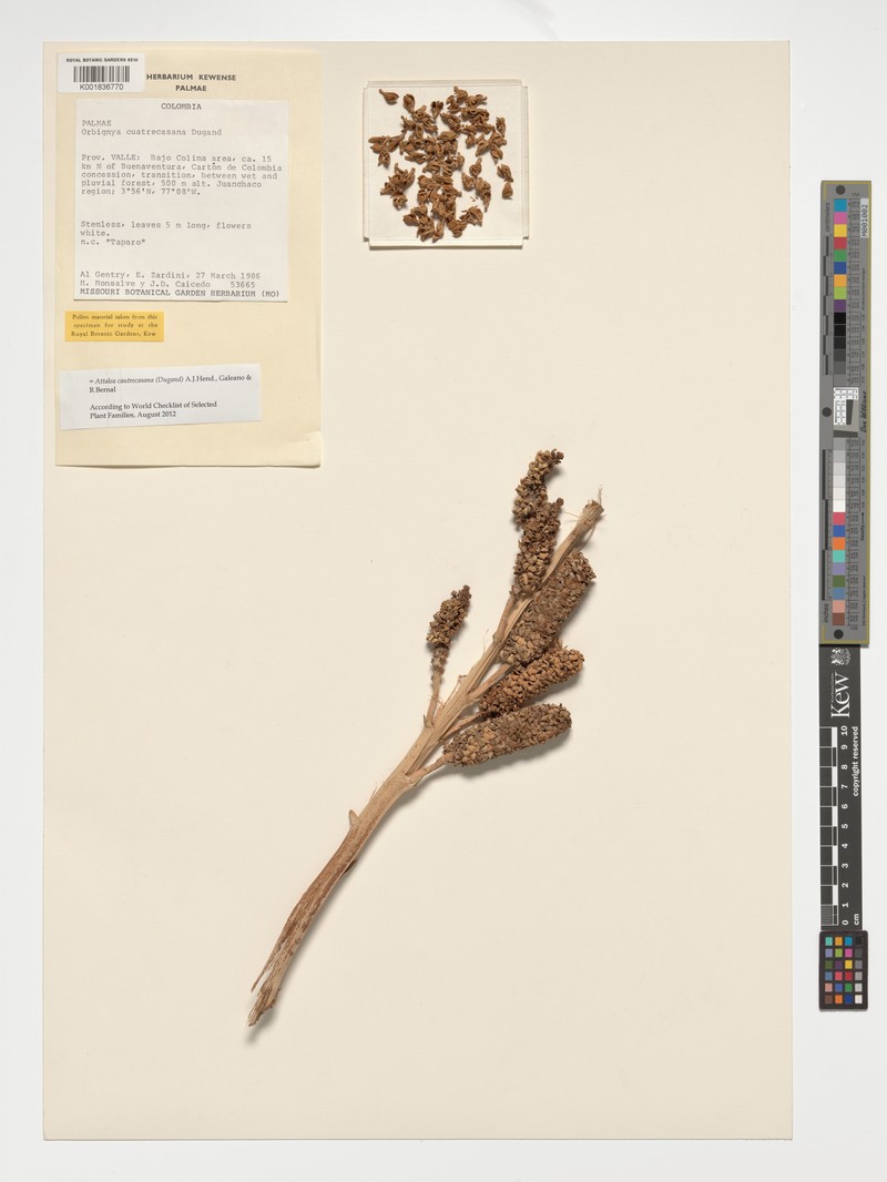 Attalea cuatrecasasiana photo 2