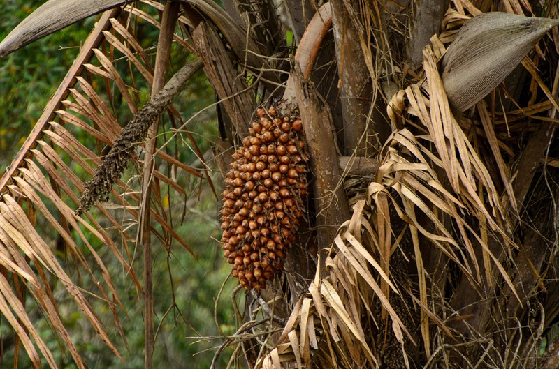 Attalea dubia