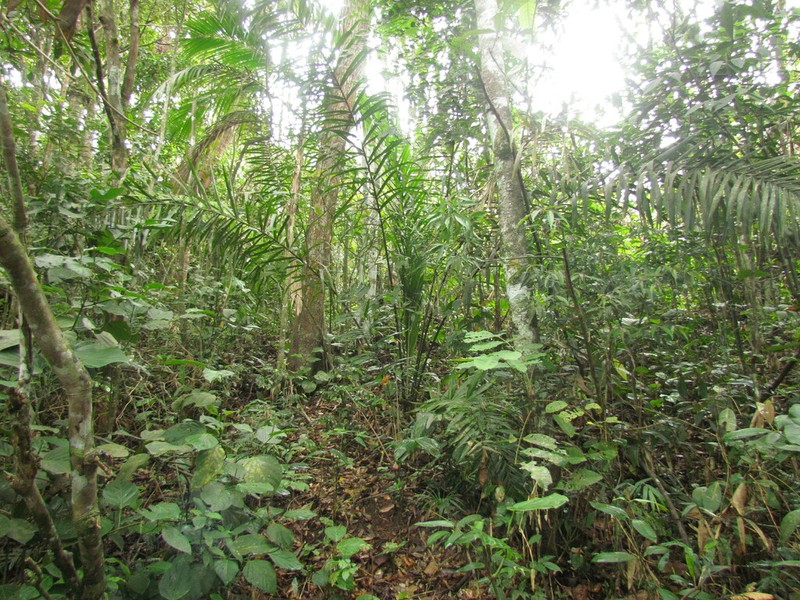 Attalea dubia photo 2