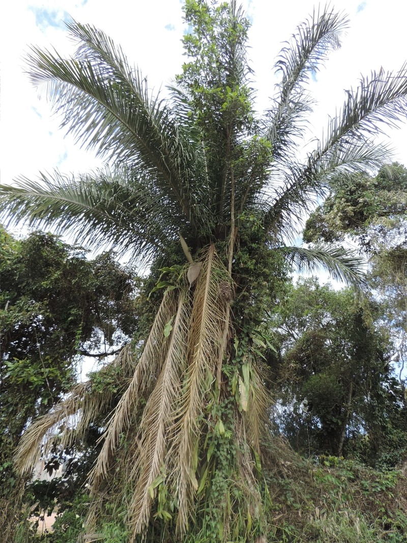 Attalea dubia photo 3