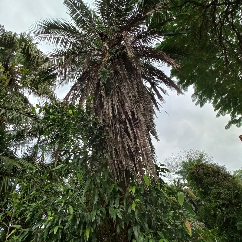 Attalea dubia photo 4