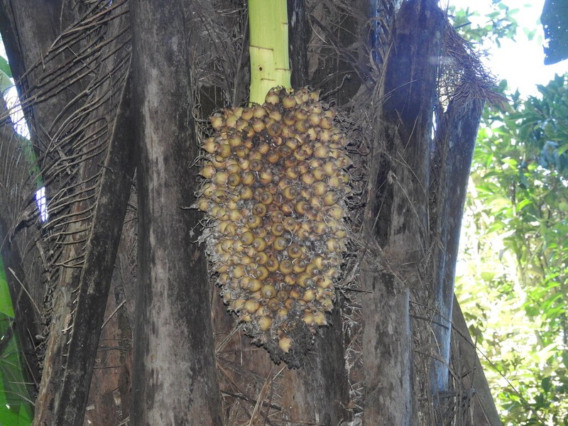Attalea dubia photo 5