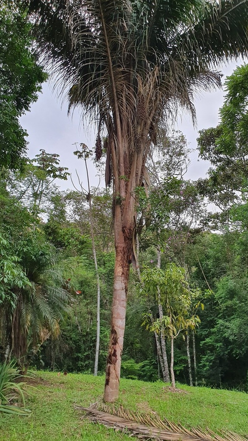 Attalea dubia photo 6