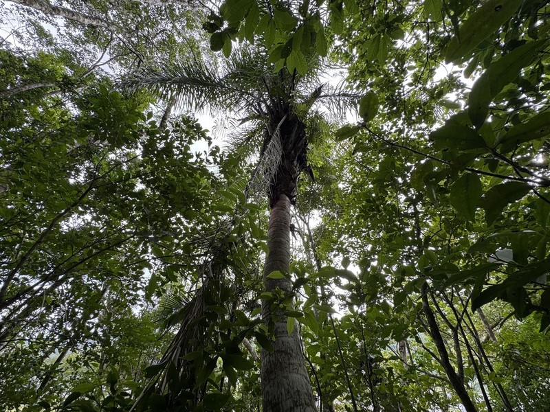 Attalea dubia photo 7