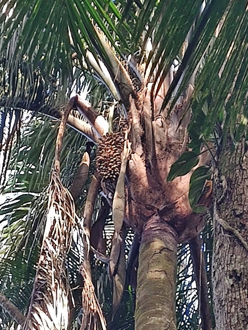 Attalea dubia photo 8