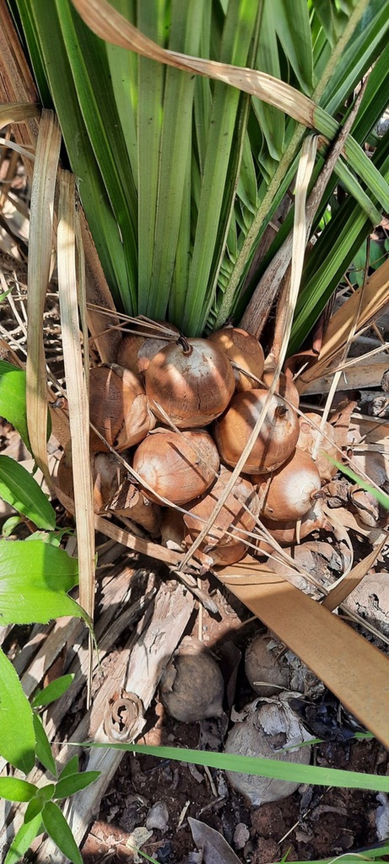 Attalea eichleri