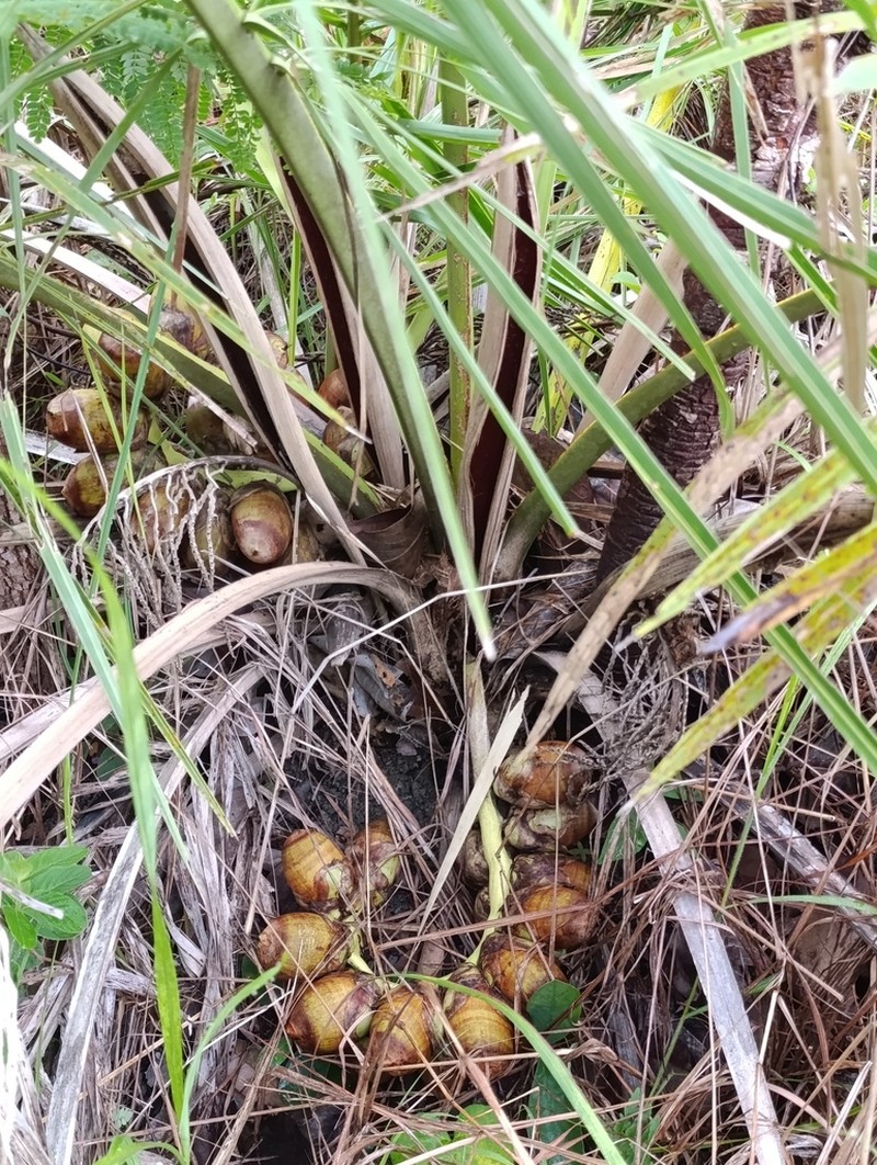 Attalea eichleri photo 2