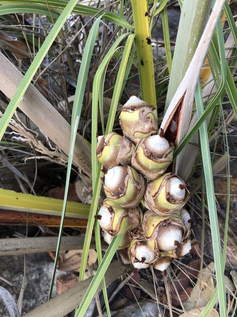 Attalea eichleri photo 3