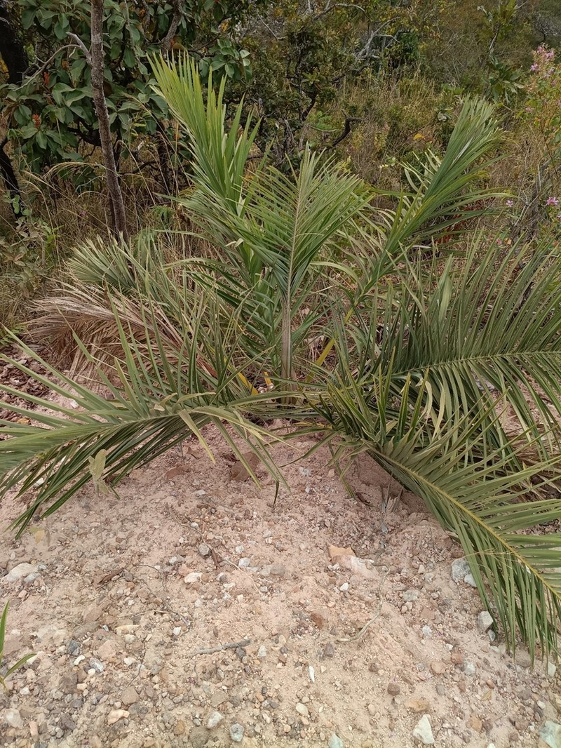 Attalea eichleri photo 4