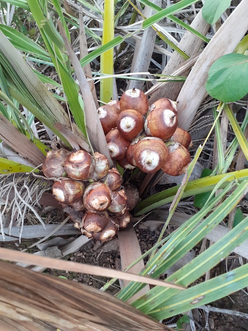 Attalea eichleri photo 5