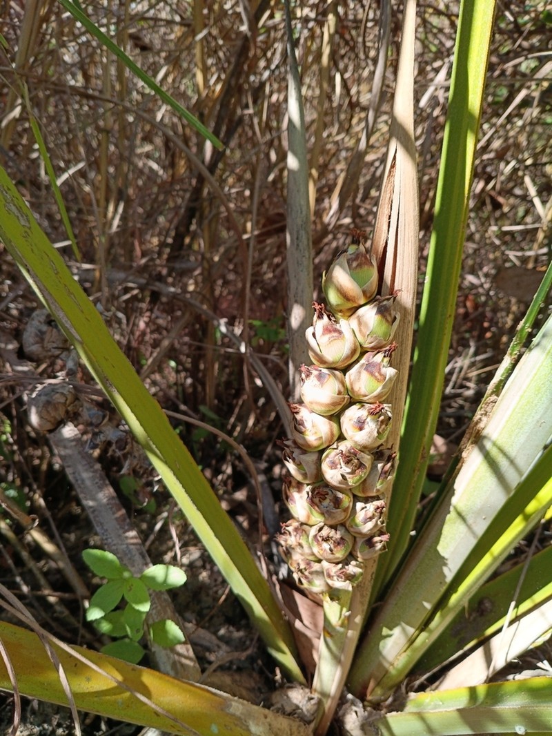 Attalea eichleri photo 6