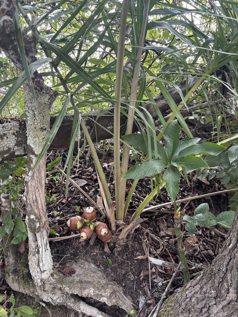 Attalea eichleri photo 7