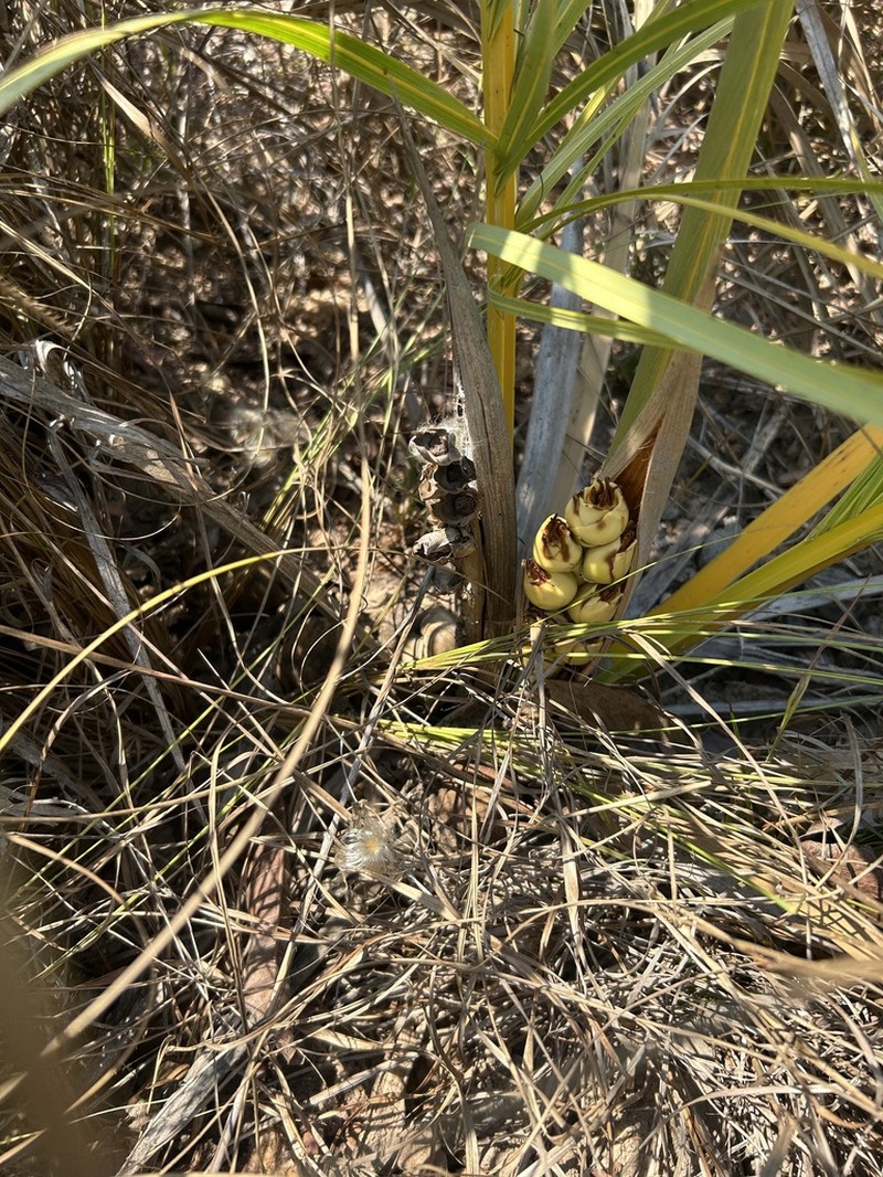 Attalea eichleri photo 8