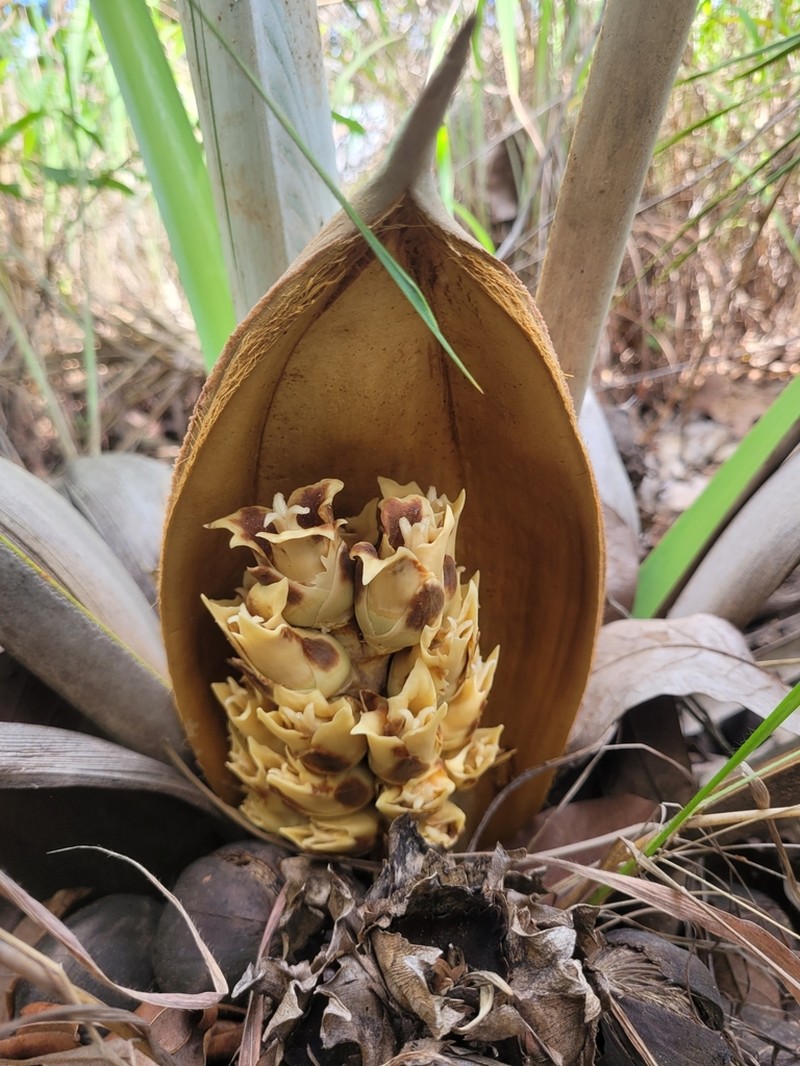 Attalea exigua