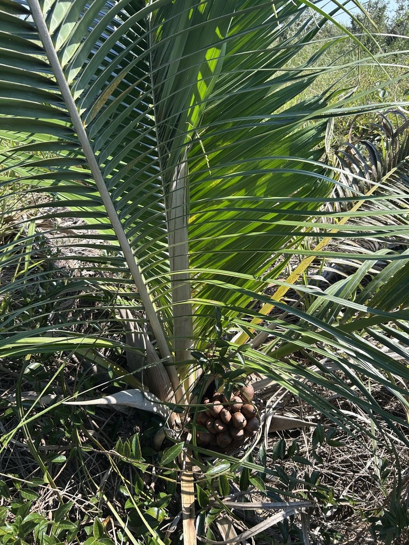 Attalea exigua photo 2