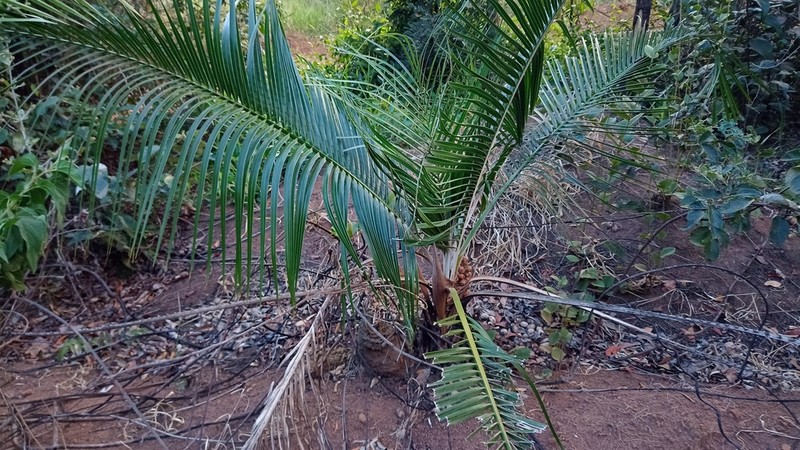 Attalea exigua photo 3