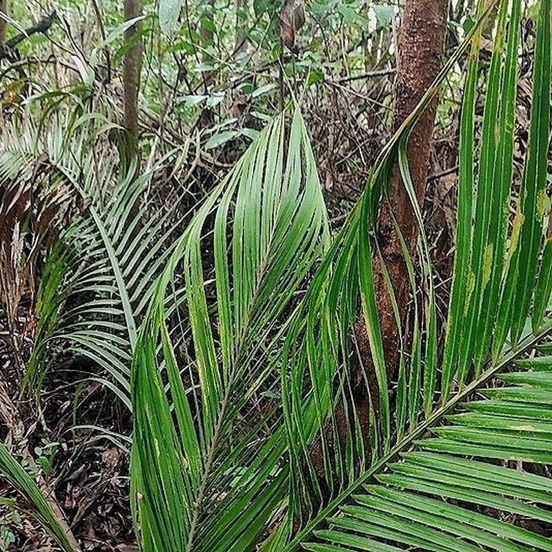 Attalea exigua photo 4
