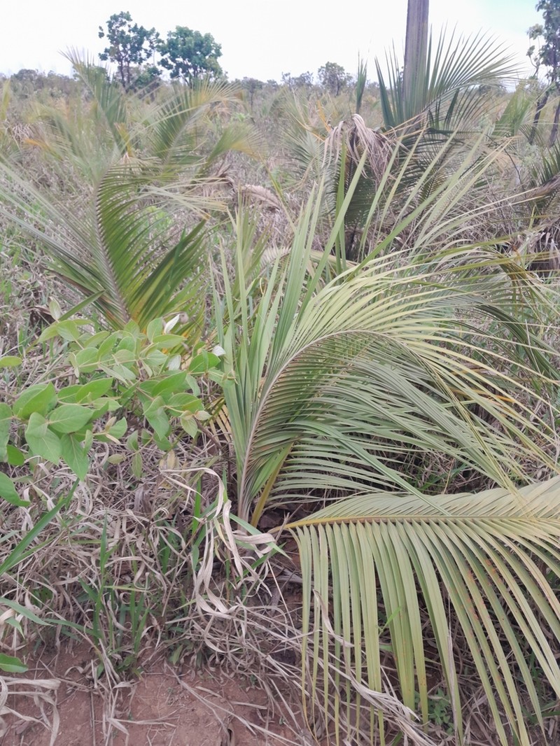 Attalea exigua photo 5