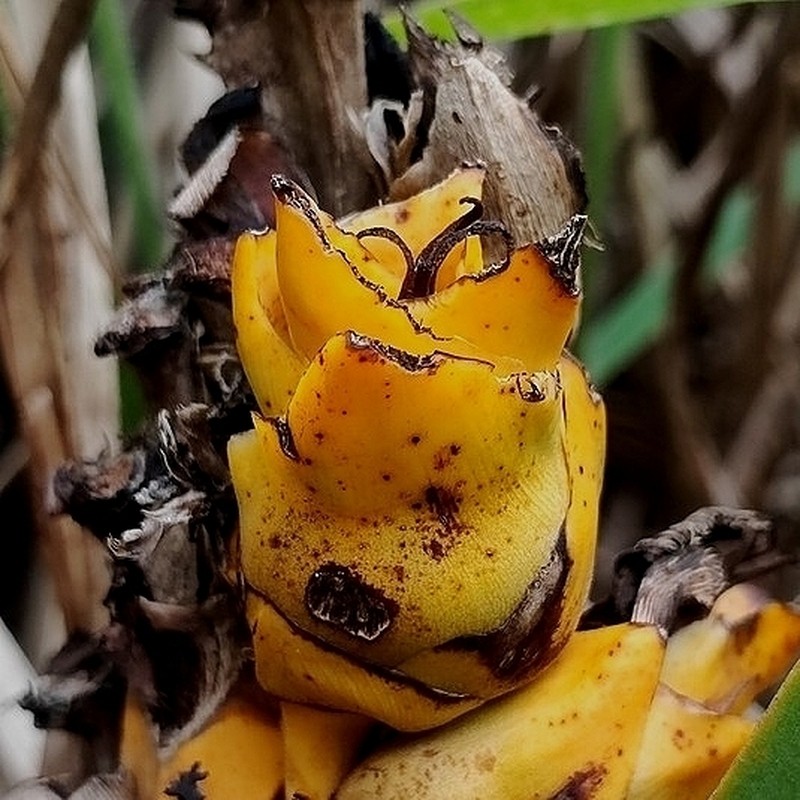 Attalea exigua photo 7