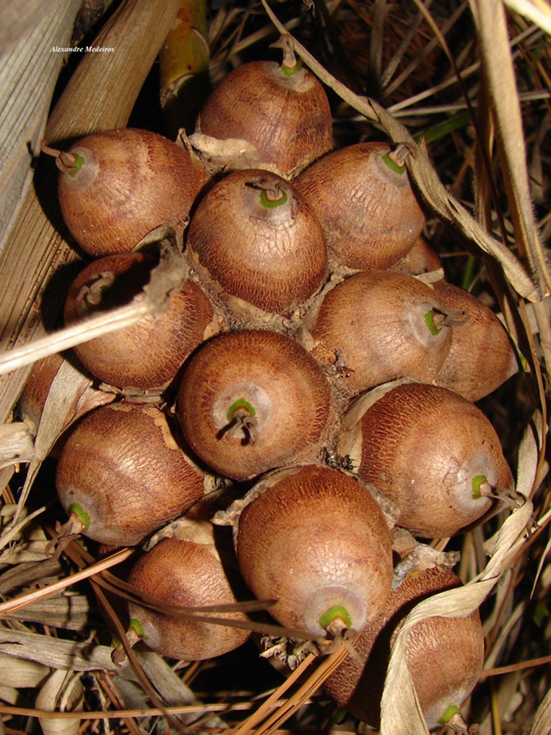 Attalea exigua photo 8