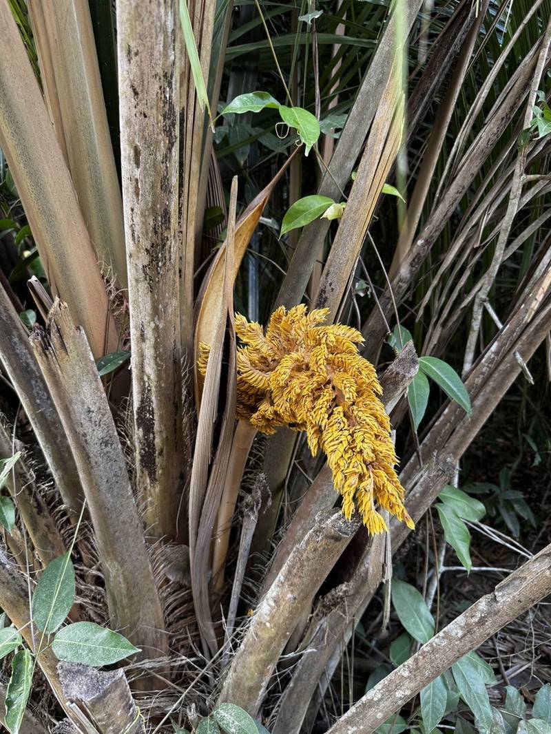 Attalea humilis