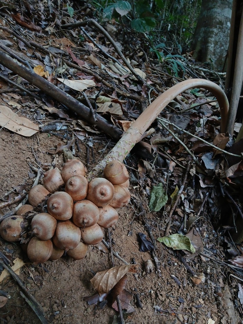 Attalea humilis photo 2