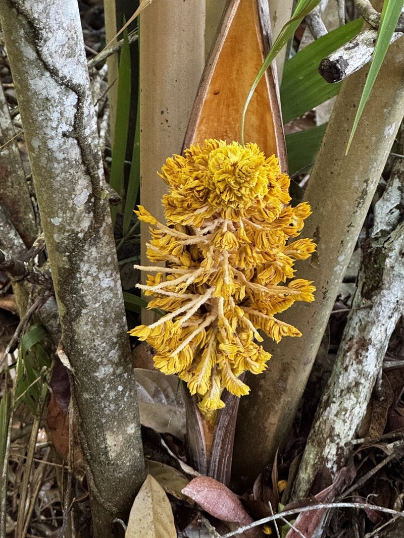 Attalea humilis photo 3