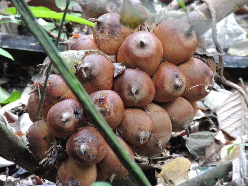 Attalea humilis photo 4