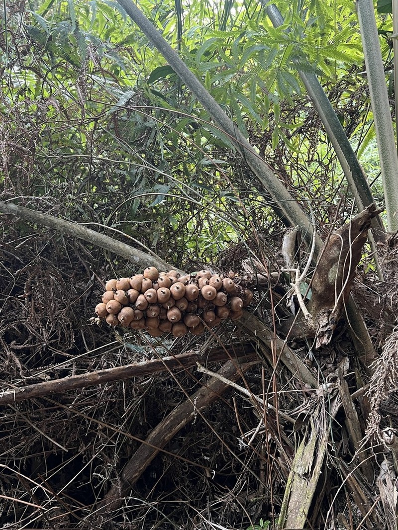 Attalea humilis photo 5