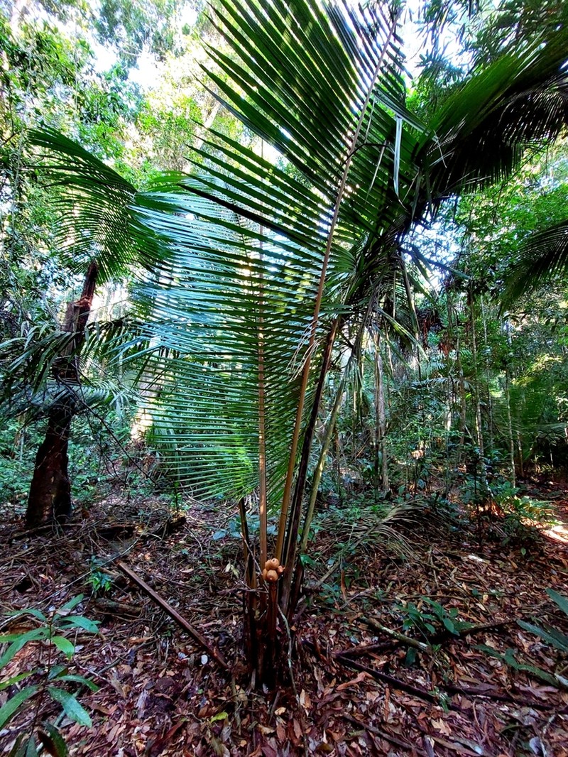 Attalea humilis photo 6