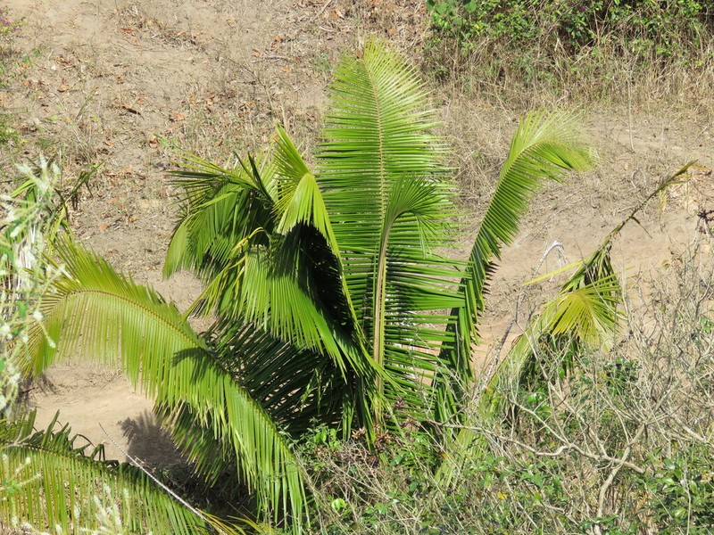Attalea humilis photo 7