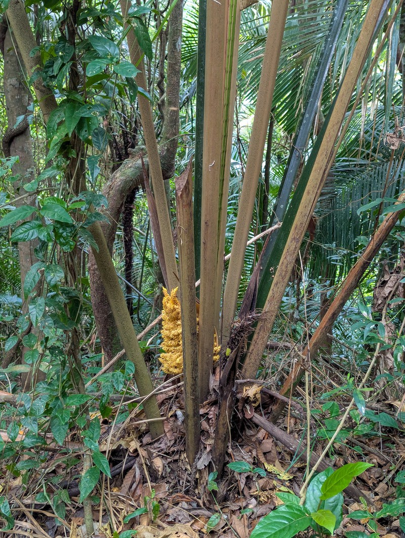 Attalea humilis photo 8