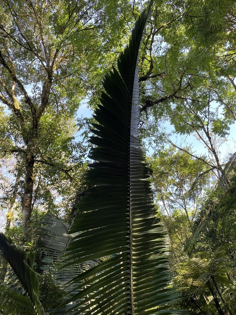 Attalea iguadummat