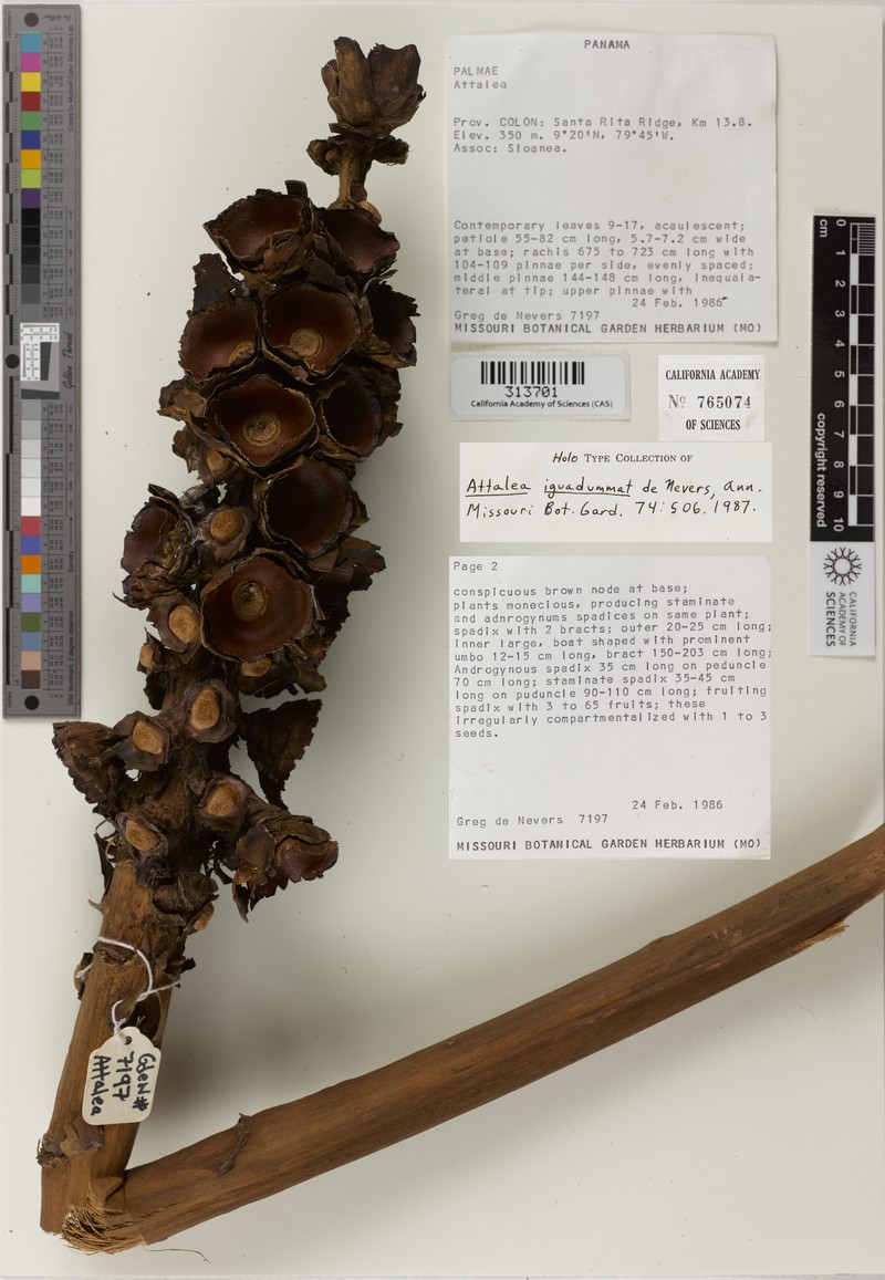 Attalea iguadummat photo 3
