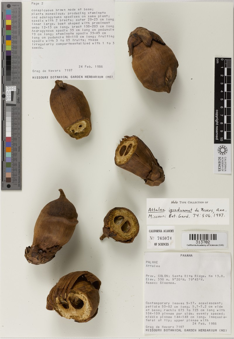 Attalea iguadummat photo 4